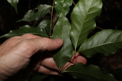 Gynochthodes umbellata