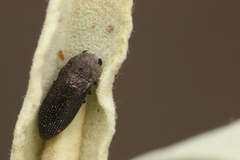 Acmaeoderini