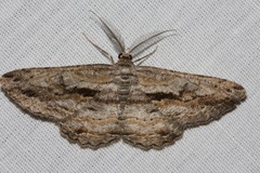Scioglyptis chionomera