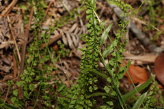 Lindsaea incisa