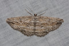 Scioglyptis chionomera