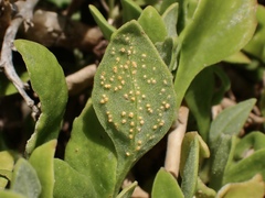 Puccinia tetragoniae