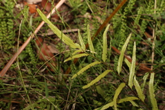 Lindsaea ensifolia