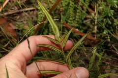Lindsaea ensifolia