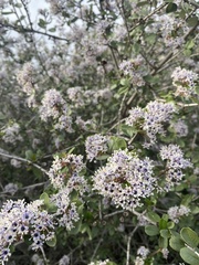 Ceanothus