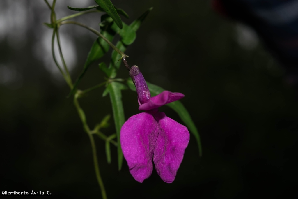 many-formed bean