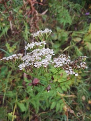 Achillea asiatica