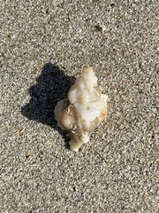 Chicoreus denudatus