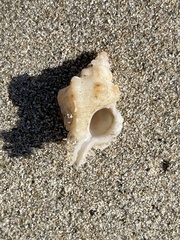 Chicoreus denudatus