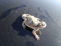 Phrynosoma platyrhinos