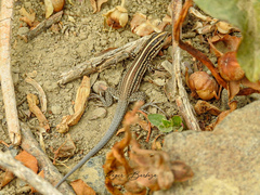 Medopheos edracanthus