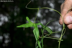 Phaseolus polymorphus