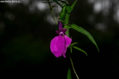 Phaseolus polymorphus