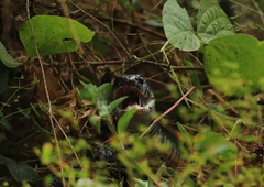 Drymarchon melanurus