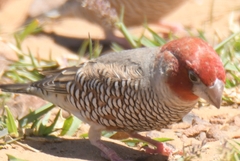 Amadina erythrocephala