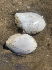Rexithaerus secta