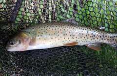 Oncorhynchus clarkii
