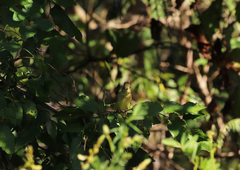 Empidonax difficilis