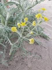 Baileya pauciradiata