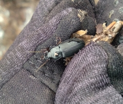 Anisodactylus similis