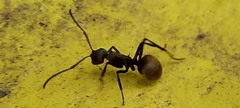 Polyrhachis dives