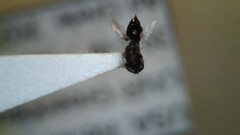 Eurytomidae