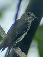 Muscicapa griseisticta