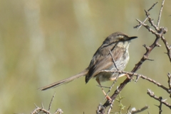Prinia maculosa