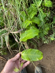 Passiflora laurifolia