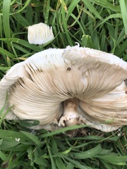 Chlorophyllum molybdites