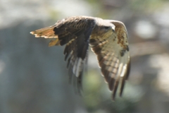 Buteo rufinus