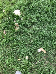 Chlorophyllum molybdites