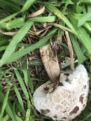Chlorophyllum molybdites