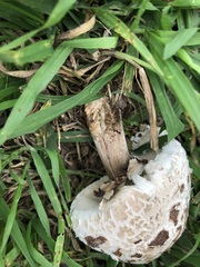 Chlorophyllum molybdites