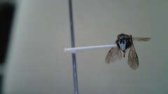 Hylaeus leptocephalus