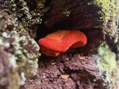 Aurantiporus pulcherrimus