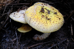 Amanita augusta
