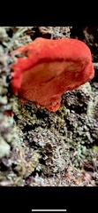 Aurantiporus pulcherrimus