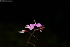Desmodium molliculum