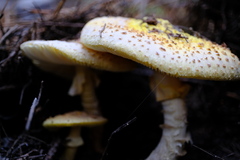Amanita augusta