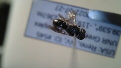 Hylaeus leptocephalus