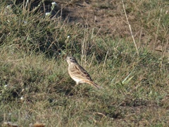 Emberiza citrinella × leucocephalos