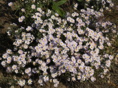 Aster altaicus
