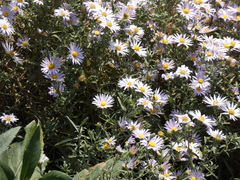 Aster altaicus