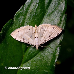 Pycnarmon cribrata