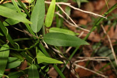 Leichhardtia fraseri
