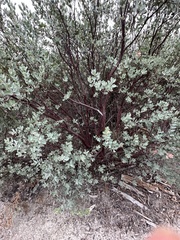 Arctostaphylos silvicola