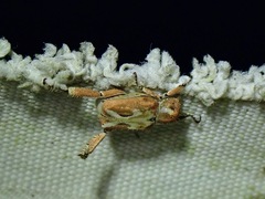 Hoplia