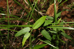 Leichhardtia fraseri