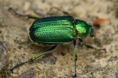 Diphucephala